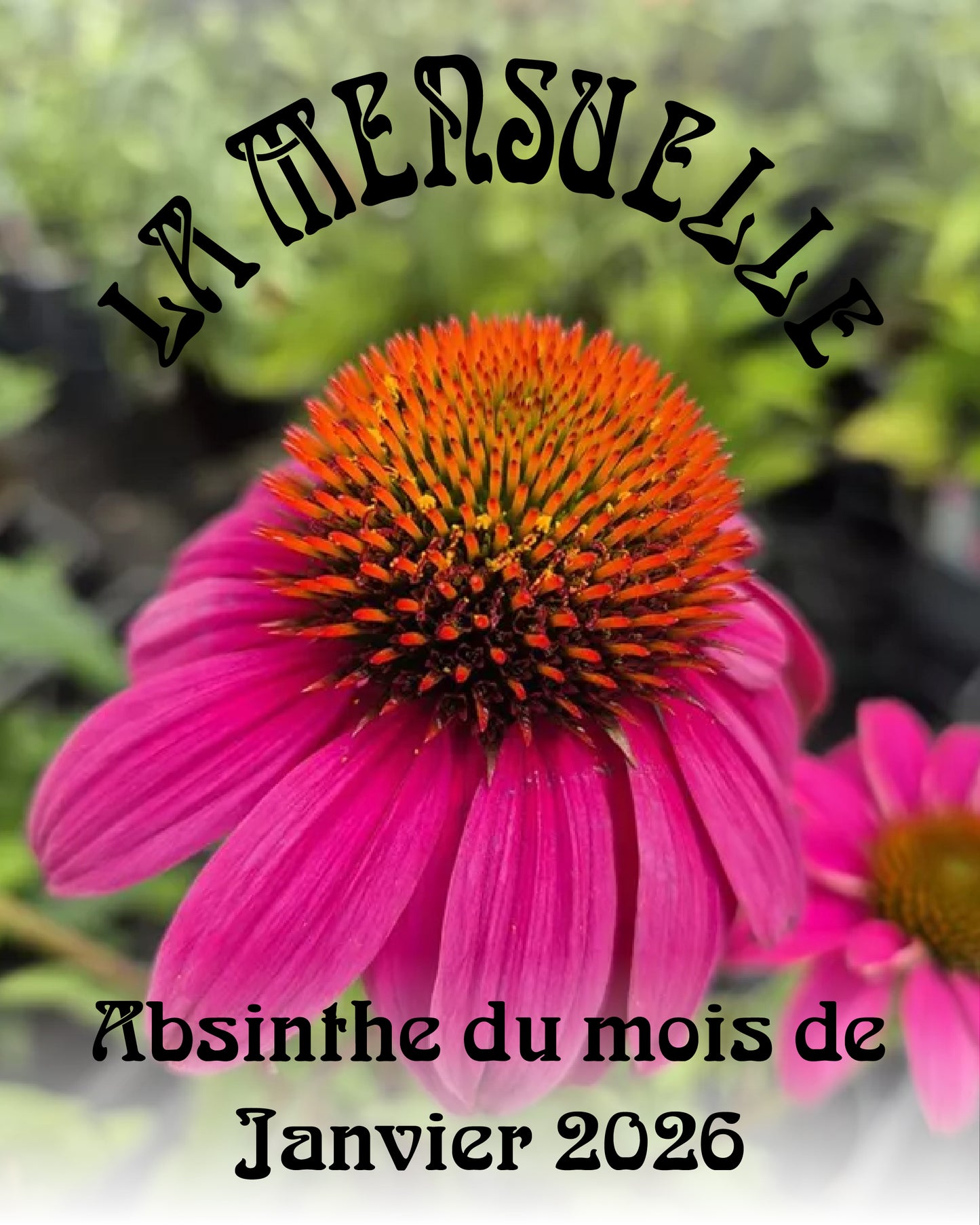 Mensuelle - Janvier 2026 - Échinacée pourpre
